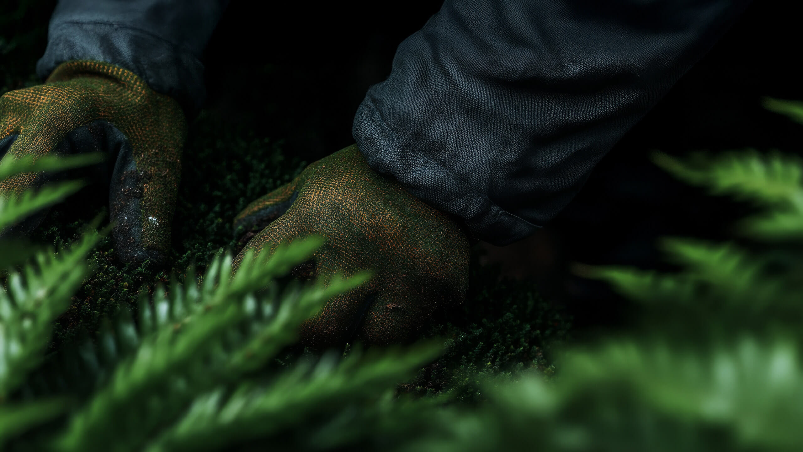 Gärtnerhandschuhe beim Setzen von Bodendeckern zwischen Farnen – präzise Handarbeit im Gartenbau